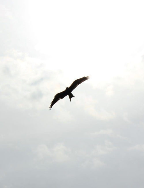 Fly