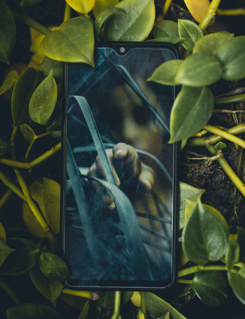 The Forbidden Garden