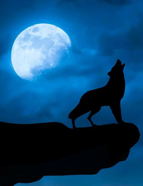 Howl