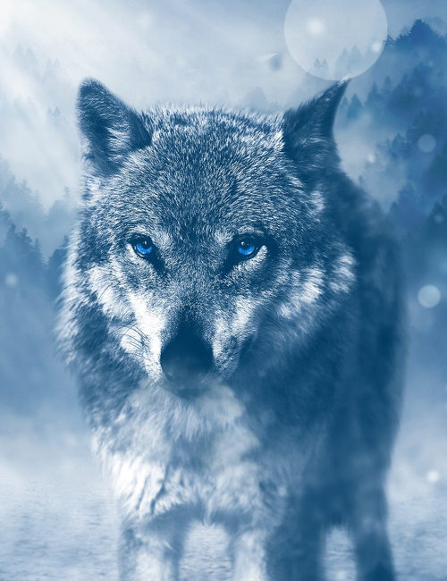 The Wolf