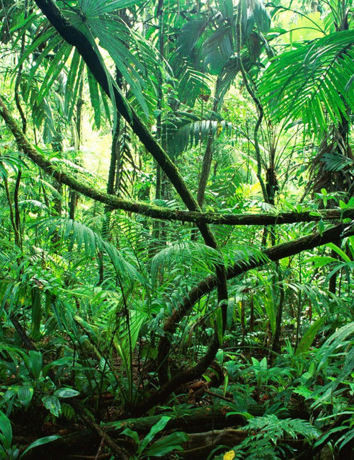 Welcome to the Jungle