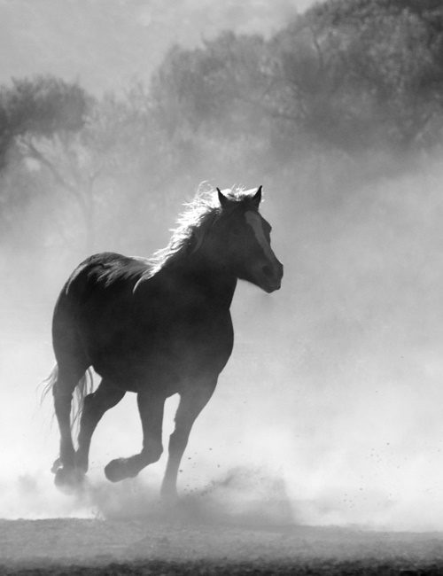 Wild and Free