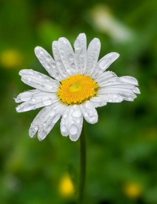 and rain will make the flowers grow…
