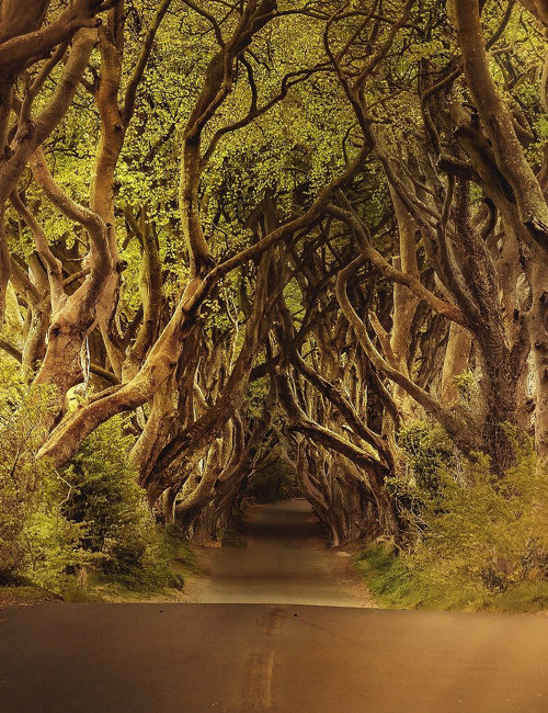 The Road Not Taken